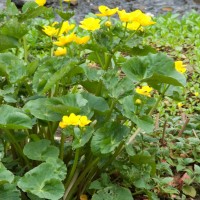 Marsh Marigold